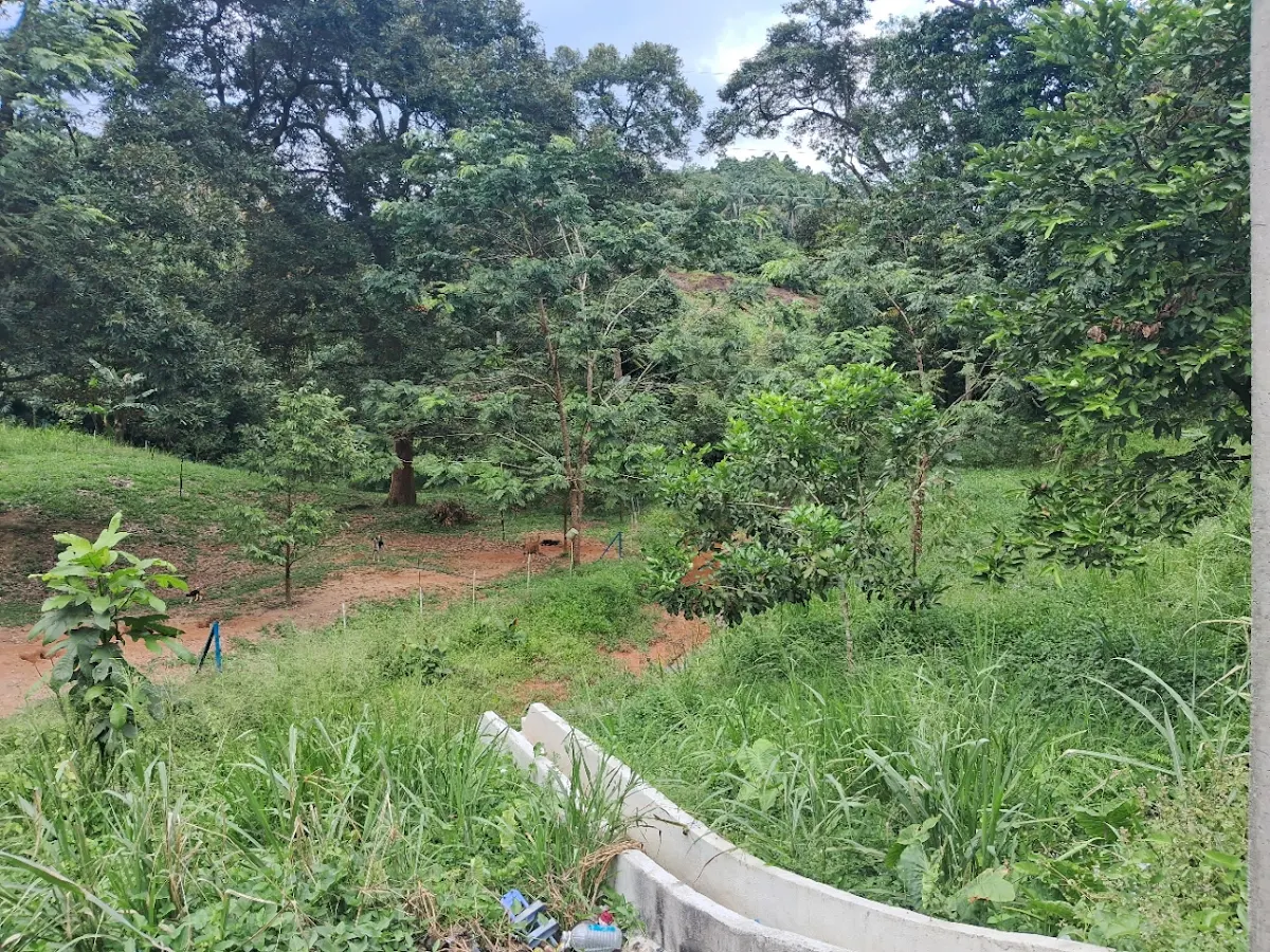 Orchard Land + 4 Houses 6/7