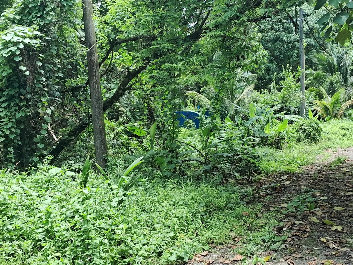 Bungalow Land 1/2
